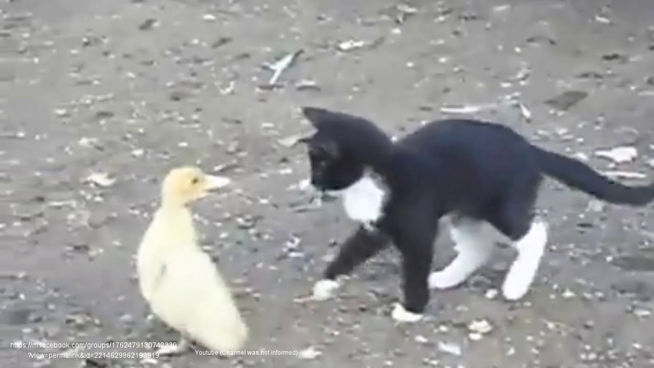 A Funny Fight Kitten Vs Duckling YouTube a-funny-fight-kitten-vs-duckling-youtube