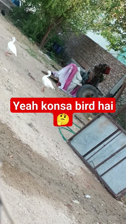 yeah konsa bird hai🤔#shortvideo#shortfeed#short#shorts#animal#bird#hans#shortviralvideo#reel