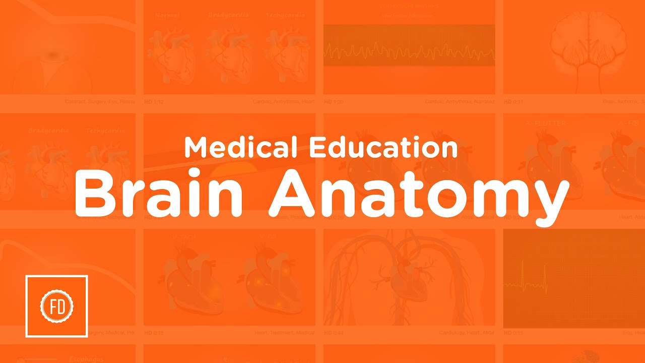 Brain Anatomy | Medical Education | HD Video | F1 Digitals
