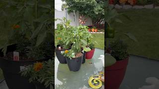 Protecting My Veggie Garden👩🏽🌾:#plants #containergardening #vegetables