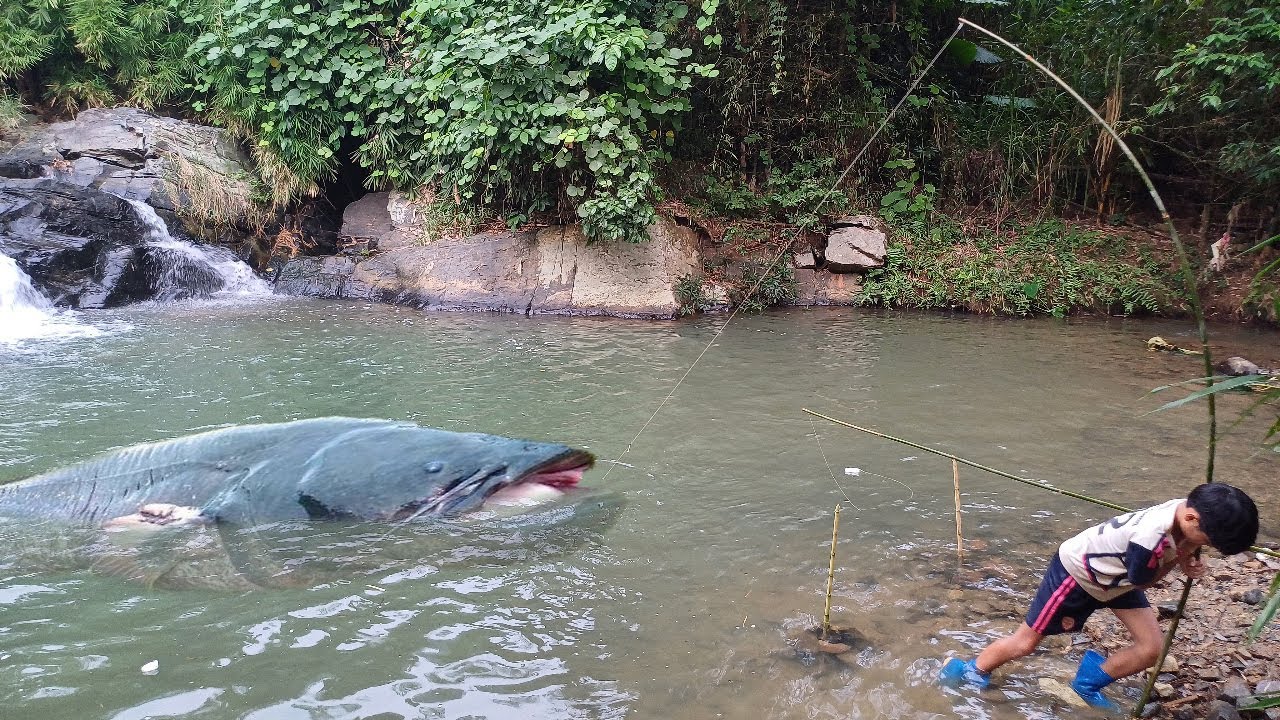 Upland boy Duong suddenly caught many big fish in the stream - YouTube