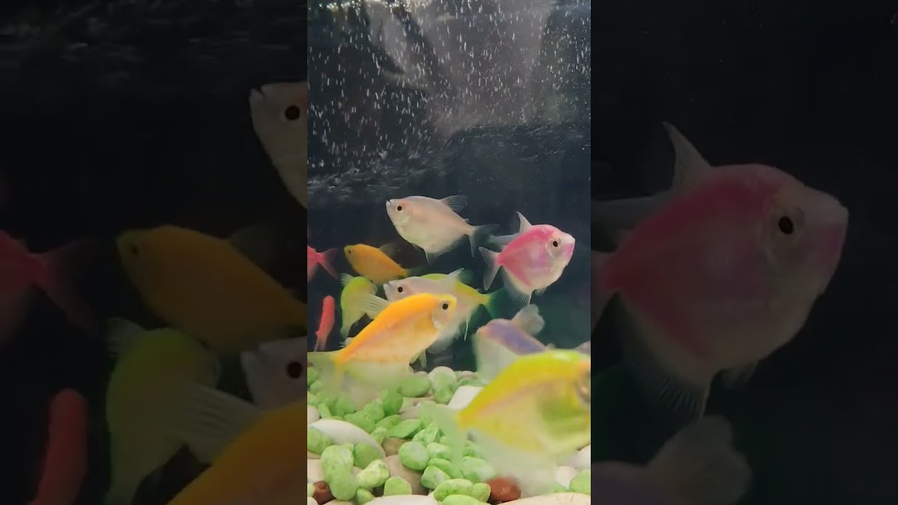 Beautiful ornamental aquarium fish 