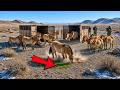 China Released 11 Horses Into a Desert With ZERO GRASS — What They Did With Their Hooves Was Insane