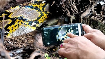 DETIK DETIK PENEMUAN TERAKHIR TELUR ULAR DEWI PYTHON RAKSASA SEBELUM DI EVAKUASI DI DALAM LUBANG..!!