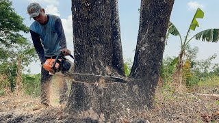 Stihl ms881 & Husqvarna 395xp, Tebang 2 Pohon Trembesi dengan Cepat‼️