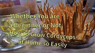 The easiest way to grow Cordyceps militaris at Home