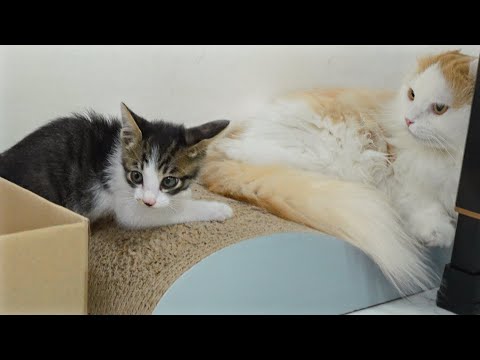 Video: „Pet Scoop“: išgelbėti kačiukai, pavadinti „Kris“ir „Kringle“, veteranas su PTSD sujungtas su K9
