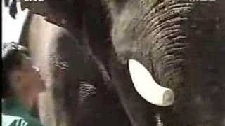 코끼리는 한국어를 말합니까? 코식이! screenshot 3