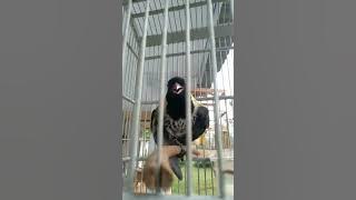 kepodang hutan gacor #burungkicau #burung #beautiful bird#indonesia #kicaumania #birds