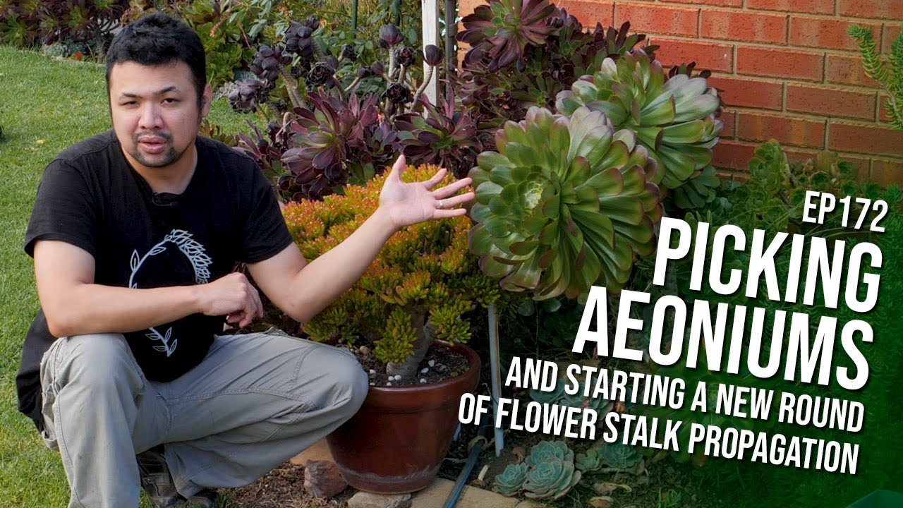 #172 Choosing my aeoniums and starting another round of echeveria flower stalk propagation
