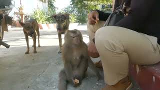 Orphans monkey live with dogs in family