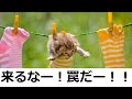【衝撃】殿堂入りボケてがツッコミどころ満載だったwww【ツッコミ】【総編集的な】