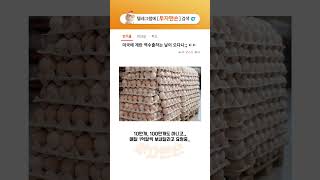 한국 계란값까지 더 오르겠는데..? #조류독감 #부활절