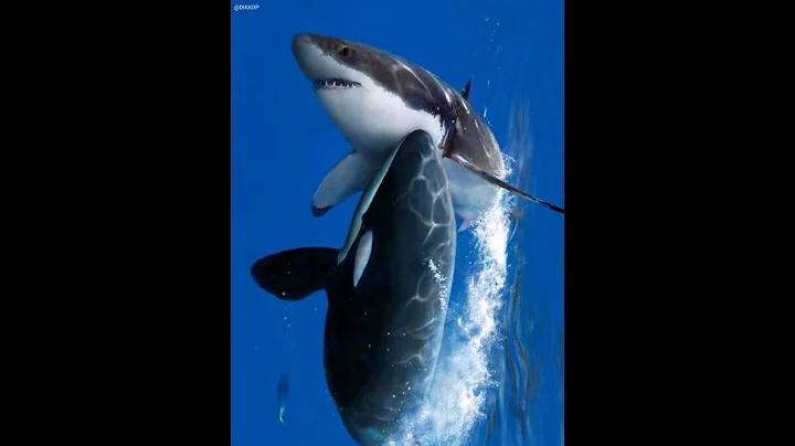 Orca Kills Great White for Liver🦈😱#orca - DayDayNews