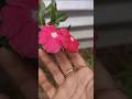 #amazing#flowers#beautifulflower #flower#shorts#beautifulnaturalflowers#nature#gardentour#beautiful