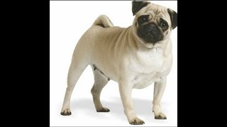 видео: Danganronpa Online - Приватка за Макото Наэги картинка: Danganronpa Online - Приватка за Макото Наэги