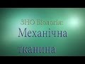 ЗНО Біологія  Механічна тканина  Судинно волокнистий пучок