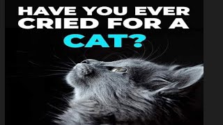 I cried for my cat every night.plz watch last time