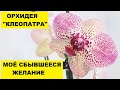 ОРХИДЕЯ "КЛЕОПАТРА" KLEOPATRA - МОЁ СБЫВШЕЕСЯ ЖЕЛАНИЕ