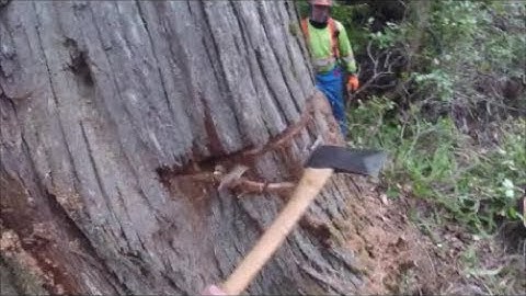 Tree falling 5ft Rotted Red cedar
