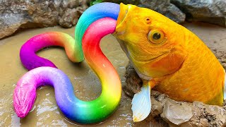 Stop Motion ASMR Rainbow Eel - Giant Python, Baby Turtles, Catfish in Colorful Koi fish pool