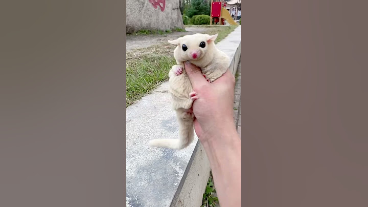 Cute Sugar Glider Pet Home EP #95