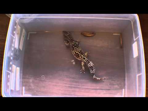 how to video while playing music PURE GEM SNOW LEOPARD GECKO DECEMBER 2015
