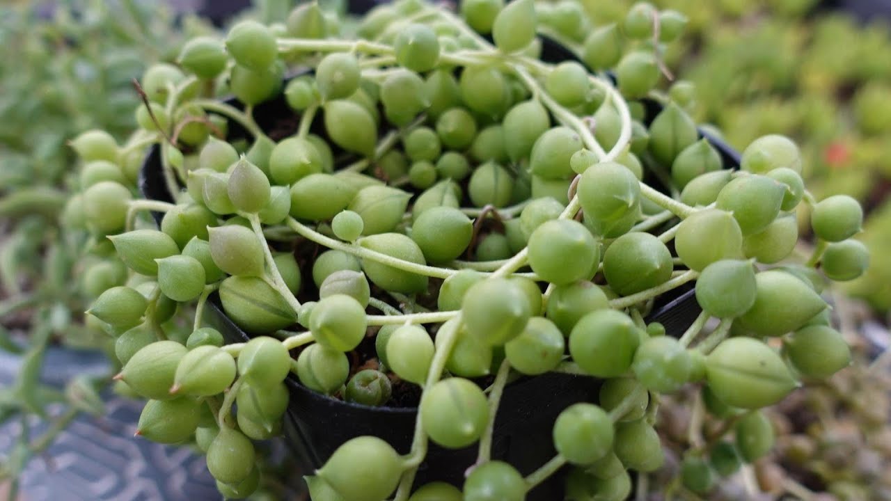 220 [Necklace succulents not growing?] There are tips on how to