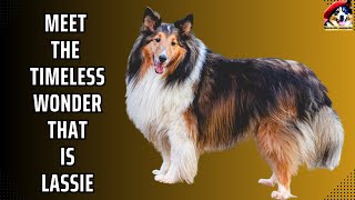 Rough Collies Unleashed: Lassie Dogs, the Majestic Canine Companions! by Fantastic animals 56 views 10 months ago 8 minutes, 24 seconds