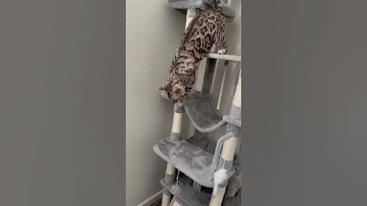 Video 5163531: bengal cat meow kitten, bengal cats catlover, bengal kitten white cat, bengal cat cutecat, bengal cat funny kitten