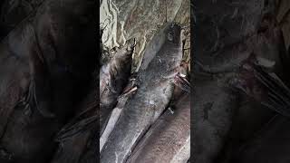 මගුරෝ රැන amazing fishing SriLanka ??  shorts