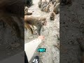 This monkey helped this guy! #animals #kindness