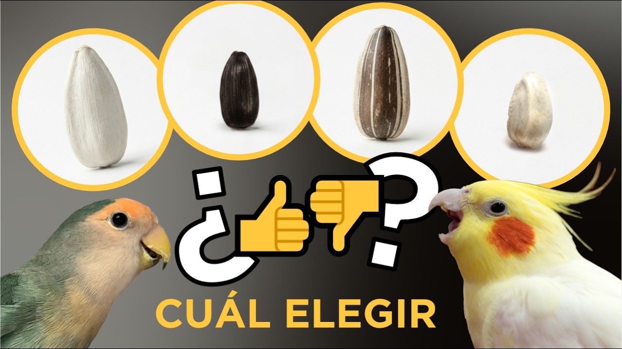 🌻 tipos de PIPAS (semillas de girasol) ~ las PEORES y las MEJORES para tu lorito