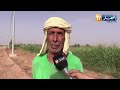 بشار مستثمرات فلاحية بمنطقة حاسي الهواري تتدعم بالكهرباء 