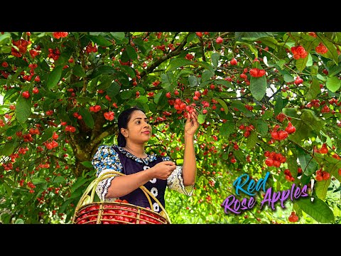 Video: Apple Cherry. Iba't-ibang Paglalarawan