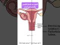 كيف تفر قين بين الحمل الطبيعي والحمل خارج الرحم العلامات الفارقة التي يجب الانتباه لها