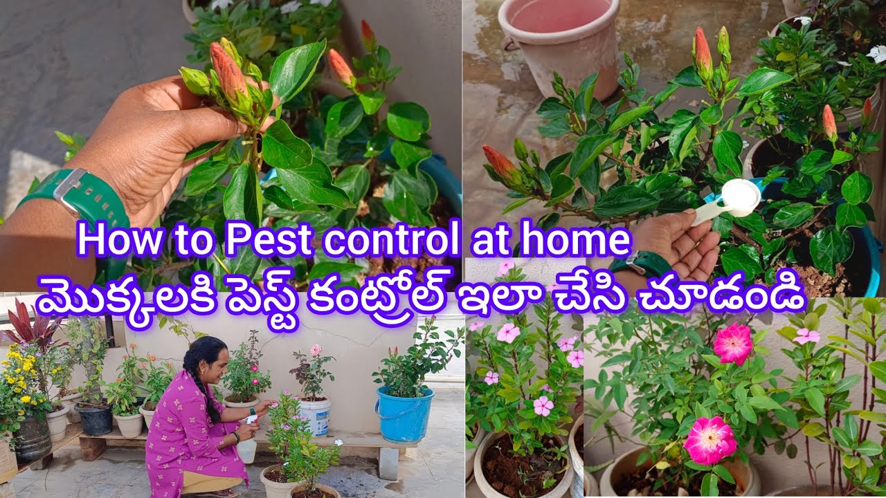 Pest control for all flower plant మొక్కలకిపెస్ట వస్తేఎంచేయాలి