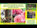 Learn How and When to Prune Roses for MORE Blooms - DIY