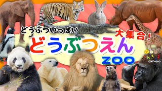 【実写動画】動物園へ行こう4☆15種類の動物大集合！ライオン ぞうさん パンダ キリン ｜肉食動物 草食動物 動物図鑑 どうぶつ｜animal zoo