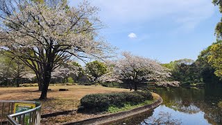 Cherry Blossoms at Kitanomaru Park, Tokyo Japan | Sakura Sanctuary & Pale Pink Curtain screenshot 2