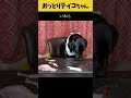 【ASMR おっとりティコちゃん3】お肉とお魚どっちが好き?おっとりティコちゃんの咀嚼音/Raw Feeding Dogs asmr #shorts