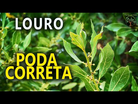 Vídeo: Poda de loureiros: aprenda quando podar loureiros no jardim