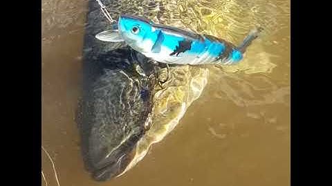 Murray cod hitting new swim bait (coming early 2018)