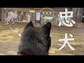 【忠犬】3か月ぶりに帰省するお姉ちゃんを駅で健気に待つ柴犬が愛おしい（№103）