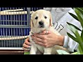 Golden puppy leo  a morning before vet visit