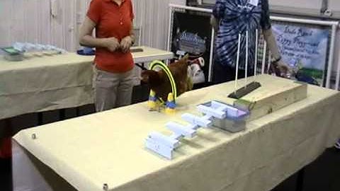 Chaining Behavior - Chickens