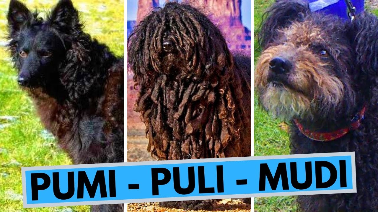Puli Pumi and Mudi - Three Small 