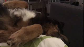 Dog body tremor