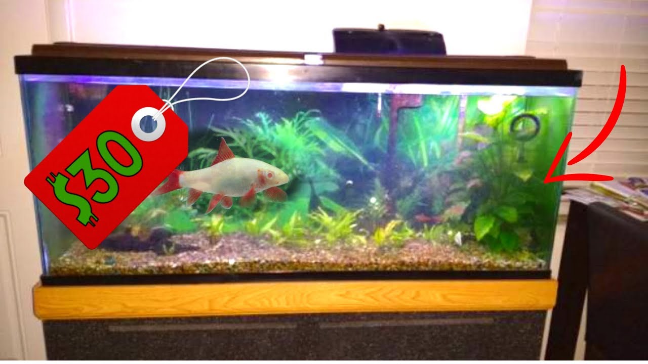 tropical fish tanks for sale