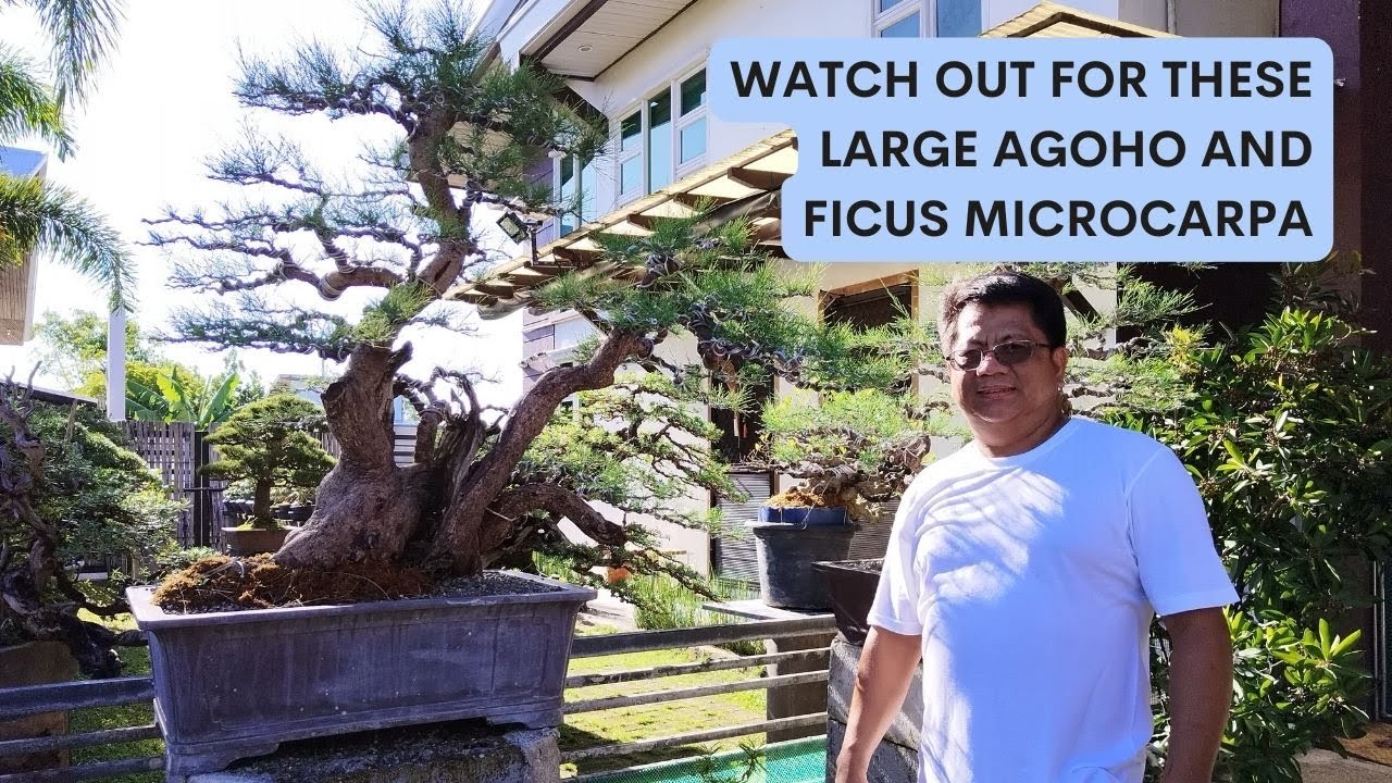 Bonsai Garden Visit #44 - At Ravenal Mendoza's Place Part #4 [w/ English Subtitles]